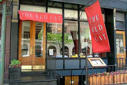 The Red Cat